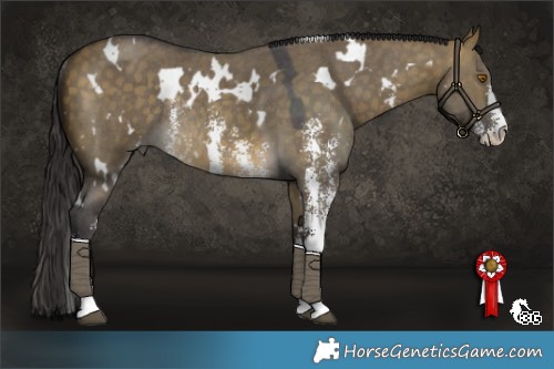 Horse Color:White Spotted Buckskin Dun Sabino Rabicano 