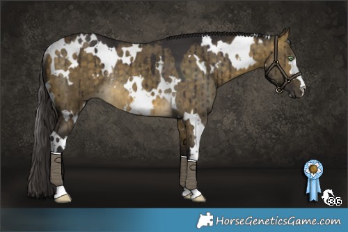Horse Color:White Spotted Buckskin Dun Rabicano Brindle 