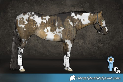 Horse Color:White Spotted Buckskin Dun Rabicano Brindle 