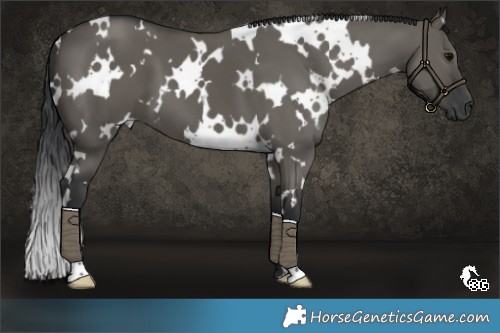 Horse Color:White Spotted Grullo 