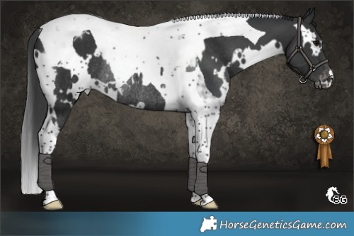 Horse Color:White Spotted Black Tobiano Appaloosa Rabicano 