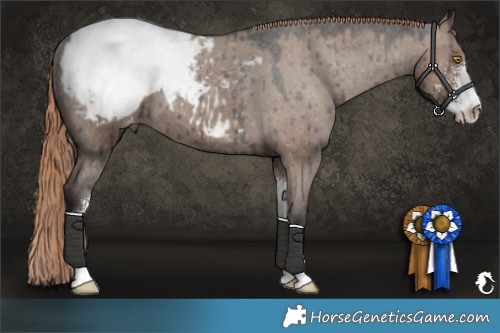 Horse Color:Liver Red Dun Sabino Appaloosa Brindle 