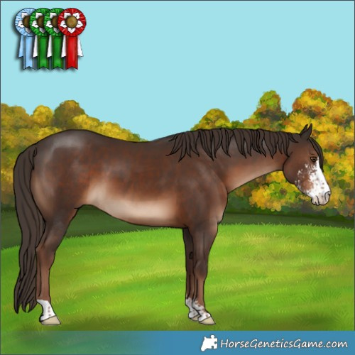 Horse Color:Liver Chestnut Sabino 