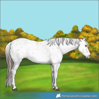 Horse Color:Liver Red Dun Sabino 