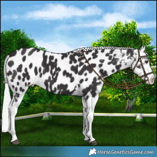 Horse Color:Smoky Black Chinchilla Blanket 