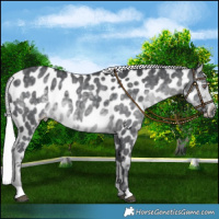 Horse Color:Silver Black Chinchilla Near Leopard 