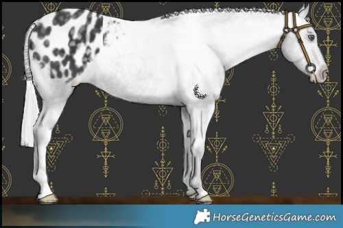 Horse Color:Silver Smoky Black Chinchilla Appaloosa 