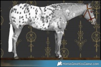 Horse Color:White Spotted Silver Black Chinchilla Appaloosa