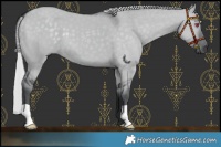 Horse Color:Silver Grullo Chinchilla 