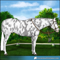 Horse Color:Silver Smoky Grullo Chinchilla Blanket