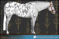 Horse Color:Silver Grullo Chinchilla Blanket