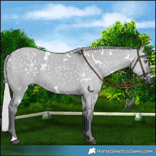 Horse Color:White Spotted Silver Grullo Chinchilla 