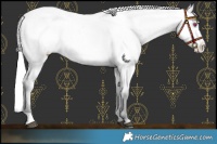 Horse Color:Buckskin Chinchilla Dun Varnish