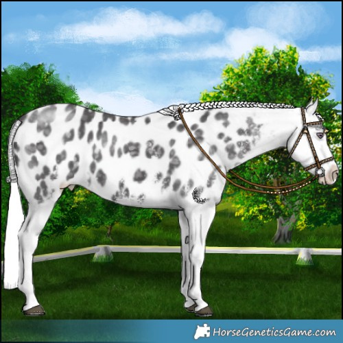 Horse Color:White Spotted Silver Smoky Black Chinchilla Appaloosa 