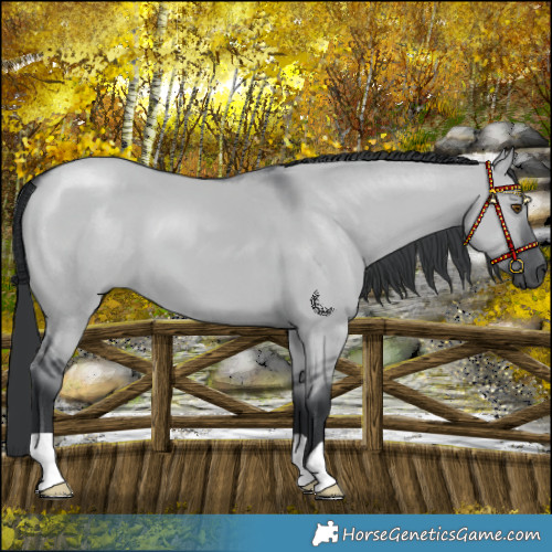 Horse Color:Grullo Chinchilla 