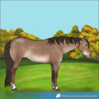 Horse Color:Liver Red Dun Sabino