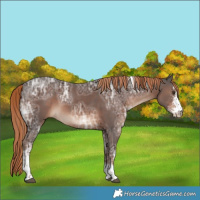 Horse Color:Liver Chestnut Ice Sabino Tobiano 