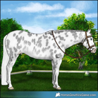 Horse Color:Silver Brown Chinchilla Dun Blanket