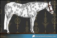 Horse Color:Silver Grullo Chinchilla Blanket