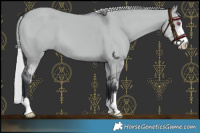 Horse Color:Silver Grullo Chinchilla Sabino 