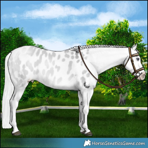 Horse Color:Silver Bay Chinchilla Dun Sabino Blanket 