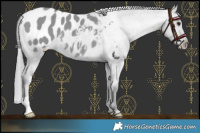 Horse Color:Grullo Chinchilla Appaloosa 