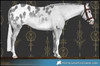 Horse Color:Brown Chinchilla Dun Sabino Appaloosa 