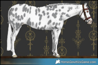 Horse Color:Grullo Chinchilla Sabino Near Leopard 