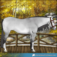 Horse Color:Buckskin Chinchilla Dun 
