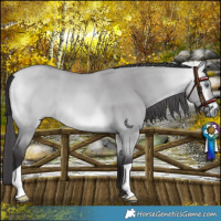 Horse Color:Buckskin Chinchilla Dun 
