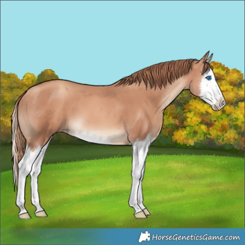 Horse Color:Gold Champagne Splash 