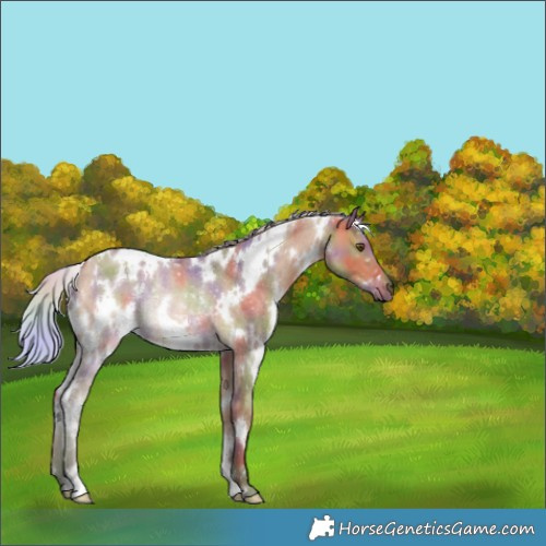 Horse Color:Nacre White Spotted Silver Bay Dun Rabicano