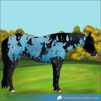 Horse Color:ERROR: UNKNOWN ANOMALY