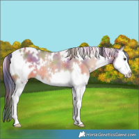 Horse Color:Nacre White Spotted Bay Dun Splash 