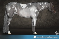 Horse Color:White Spotted Brown Roan Rabicano 