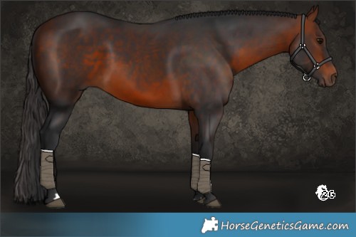Horse Color:Bay Rabicano 