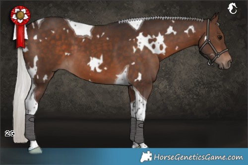 Horse Color:White Spotted Silver Brown Tobiano 
