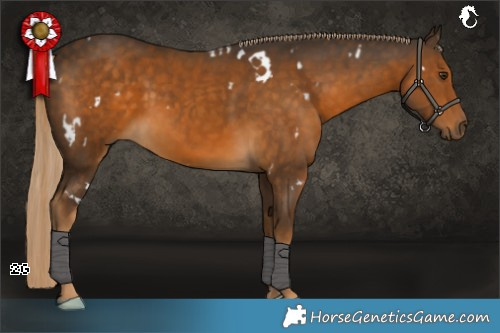 Horse Color:White Spotted Chocolate Palomino 
