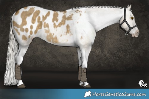 Horse Color:Silver Buckskin Dun Tobiano Appaloosa 