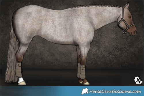Horse Color:Liver Red Dun Roan 