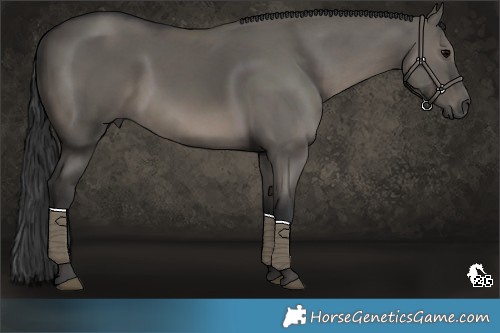 Horse Color:Grullo 