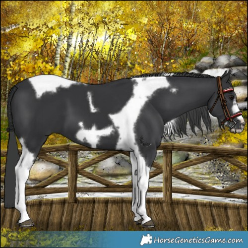 Horse Color:Black Tobiano Frame 