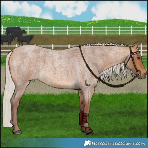 Horse Color:Chocolate Silver Buckskin Roan 