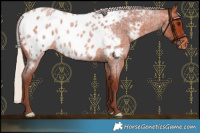 Horse Color:Chocolate Silver Brown Roan Appaloosa