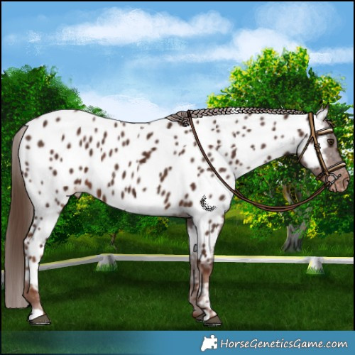 Horse Color:Liver Chestnut Appaloosa 
