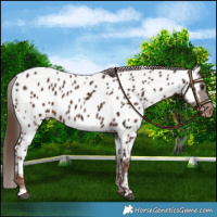 Horse Color:Liver Chestnut Near Leopard 