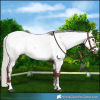 Horse Color:Chocolate Silver Brown Roan Near Fewspot