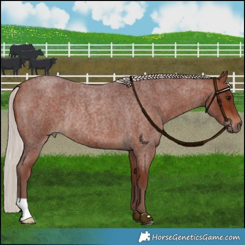 Horse Color:Chocolate Silver Brown Roan Rabicano 