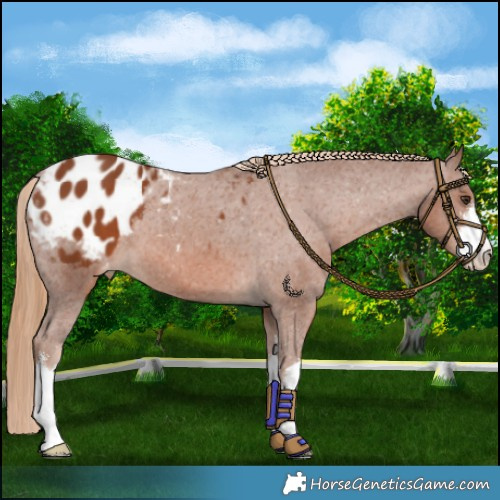 Horse Color:White Spotted Chestnut Appaloosa 