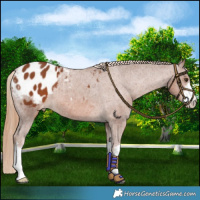 Horse Color:White Spotted Chestnut Varnish 
